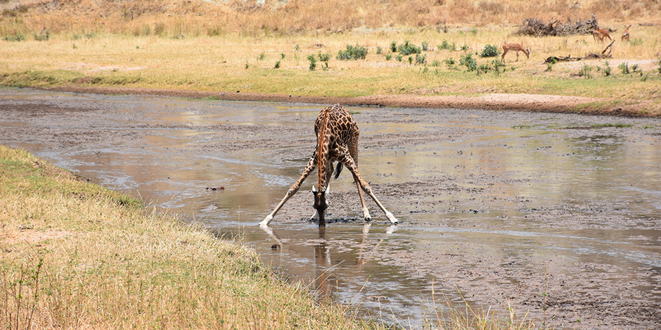 Жираф у пересыхающей реки