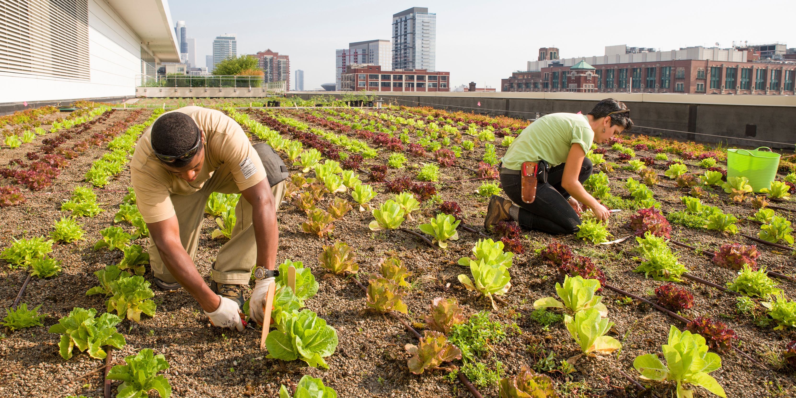 Цветное хозяйство. Urban Farming (городское сельское хозяйство). Огороды в Китае. Огород в городе. Огород хозяйство.