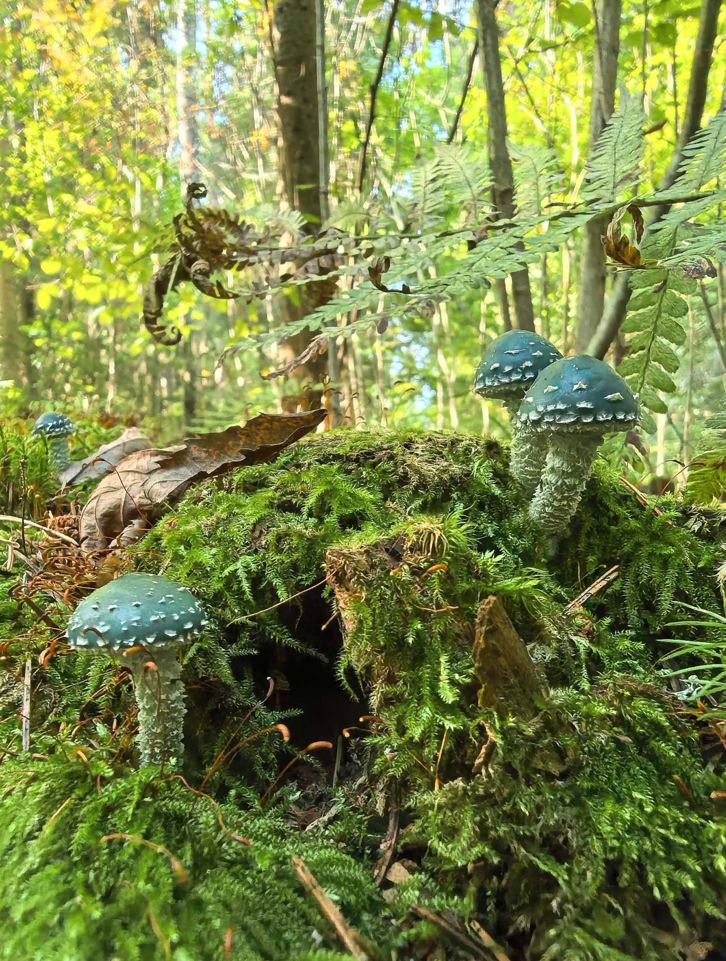 Второе место. «Изумрудные жители леса», Артем Евсюков, 14 лет, Десногорск